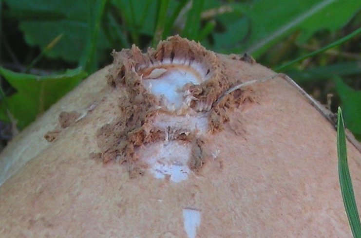 Lepiota pulverulenta?